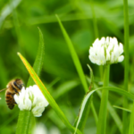 First Certified Bee-Friendly Distillery in the U.S. Celebrates Pollinator Week!