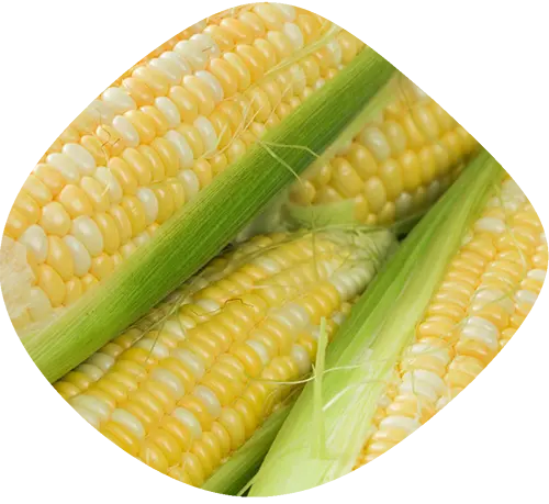 Corn Mini Harvest Share