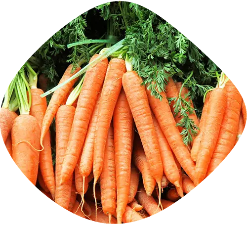 Full Season Share Carrots
